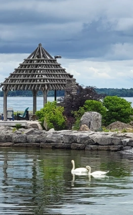 Lakeside cabana surrounded by water, swans swimming